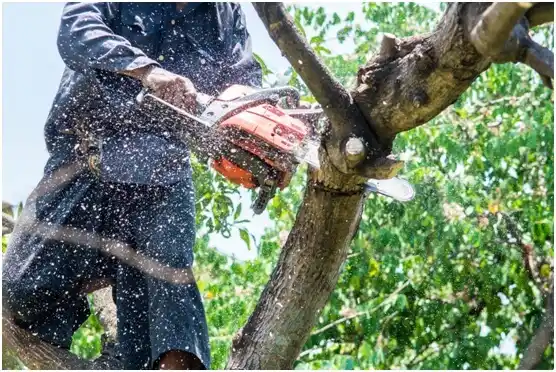 tree services Marysville